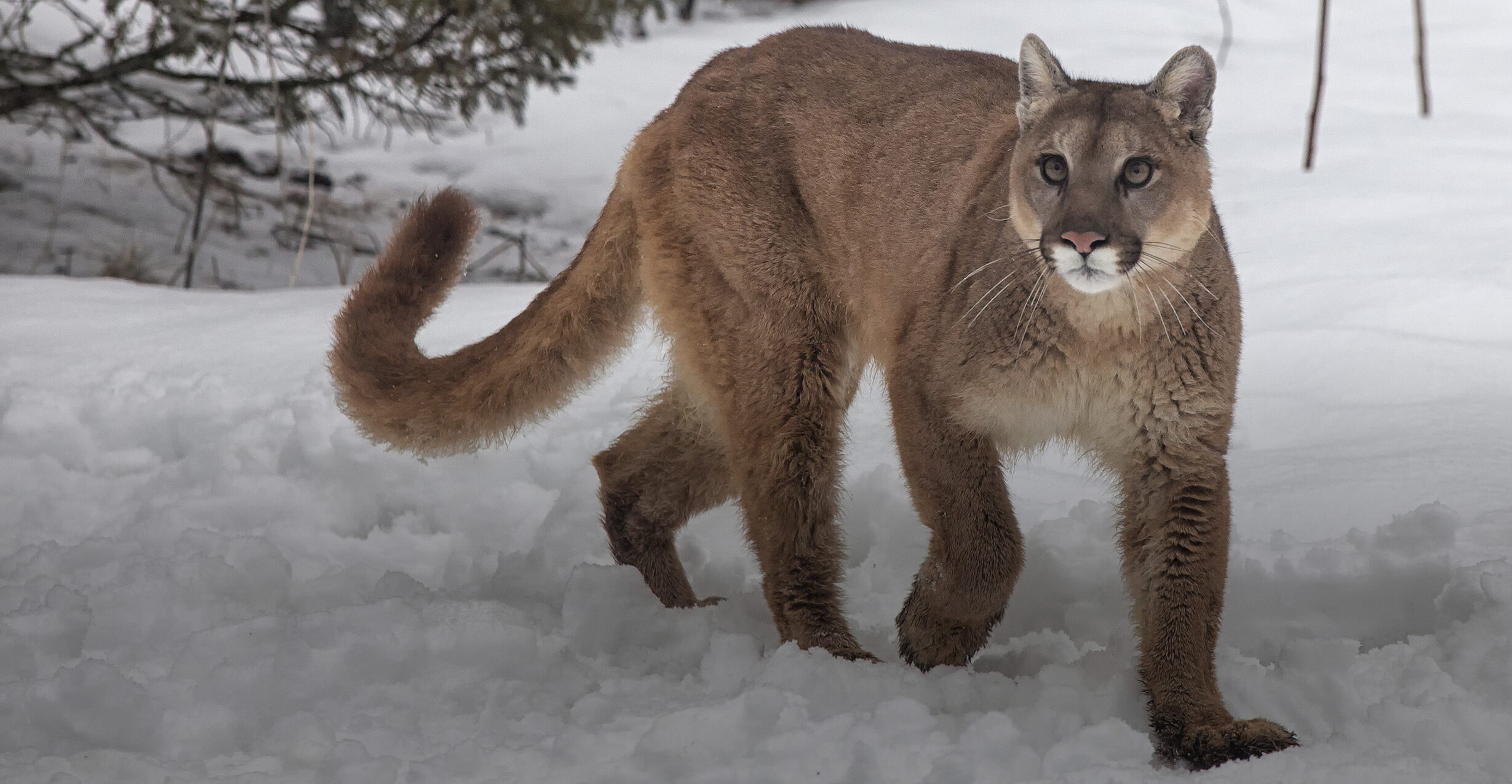 Join the fight<br />
to save Utah's<br />
mountain lions
