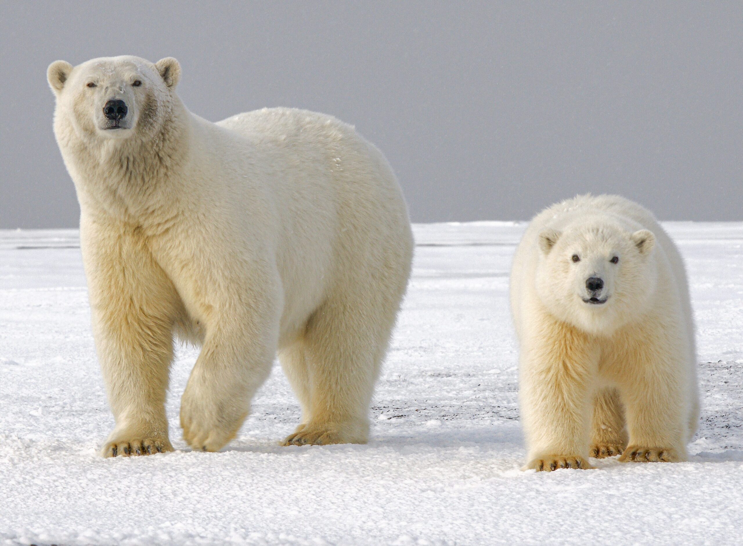 On Thin Ice: Polar Bears in a Changing Climate
