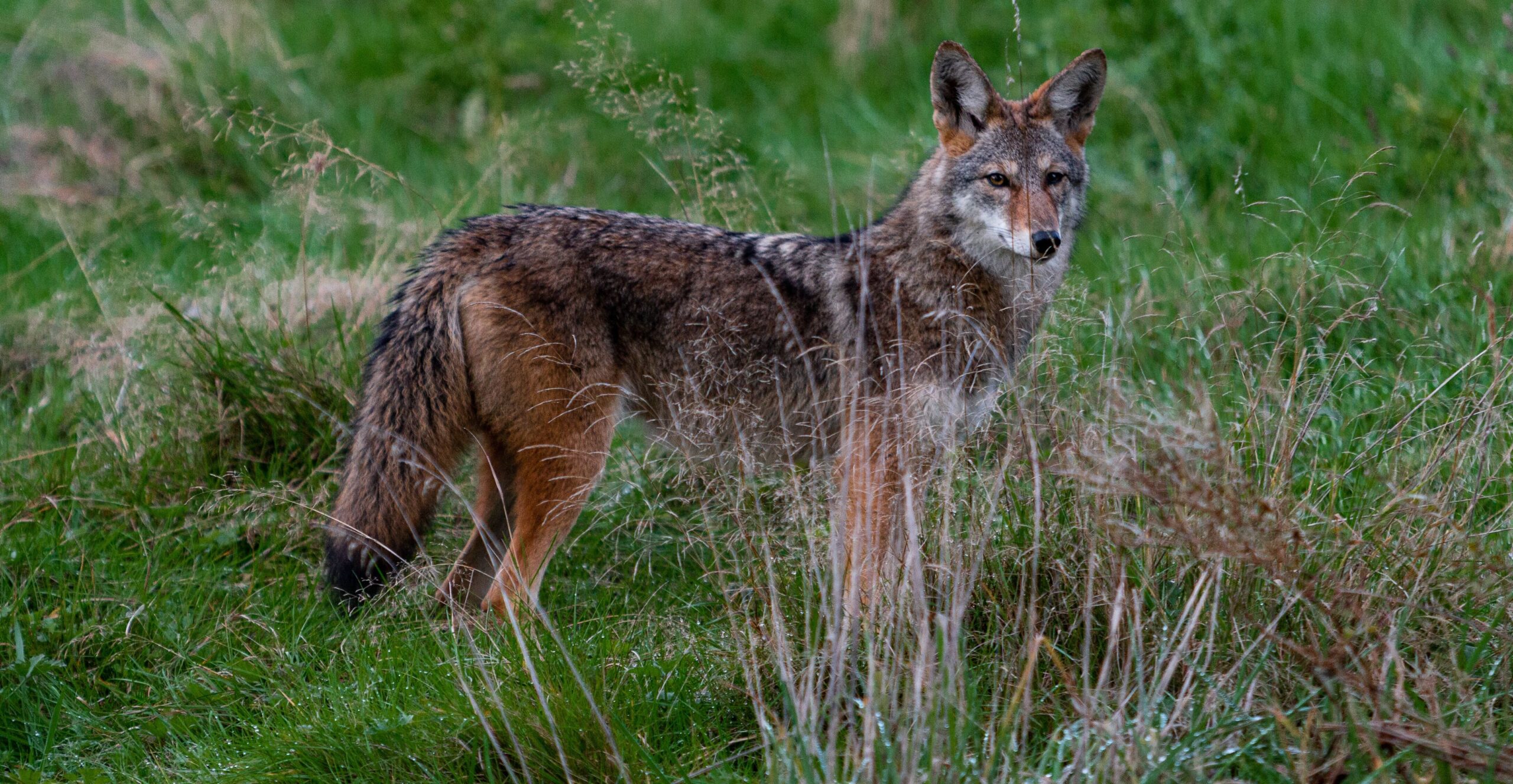 Learn about Utah's <br />
Coyote Bounty <br />
Program on News Feed